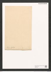 Surirella kurzii Grun. (de-Toni-Nr.: Genus 53, Species 2378) Zeichnungen Sammlung Grunow (NHMW-BOT-W0372915)